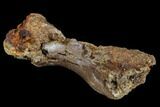 Bargain, Hadrosaur (Edmontosaurus) Hand Bone - South Dakota #113602-3